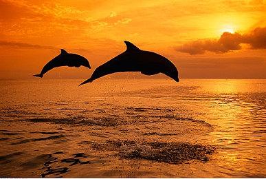 《匹诺曹的谎言》闪避机制将在发售前修复