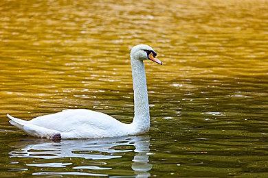 《拳皇15》最新DLC角色“堕珑”预告 9月12日上线